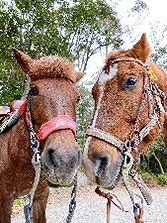 乗られた馬のプリクラシールをプレゼント中！