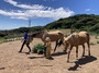 馬を知ろう！大島を知ろう！夏の大島お仕事体験