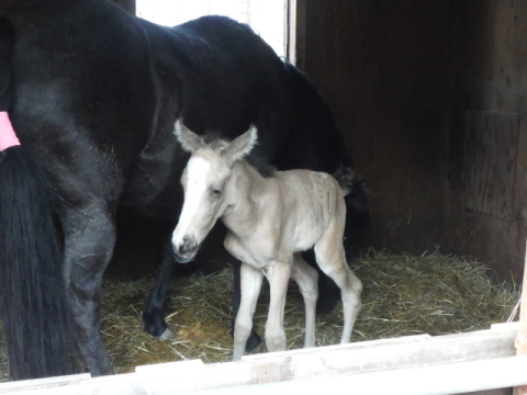 http://www.canacan.jp/news_hokkaido/maybaby1.jpg