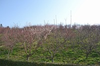 s-DSC_0684.jpg