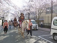 騎馬行列　桜.jpg