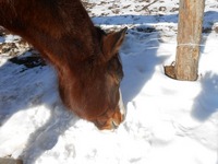 ファンタ　雪食う.jpg