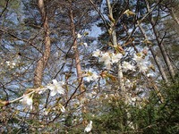 s-山桜.jpg