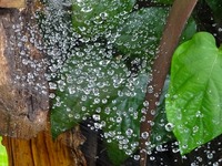 八重6・20 035.jpg