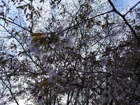 DSC00690.jpg