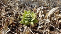 20170319_121346.jpg