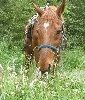 乗られた馬のプリクラシールをプレゼント中！